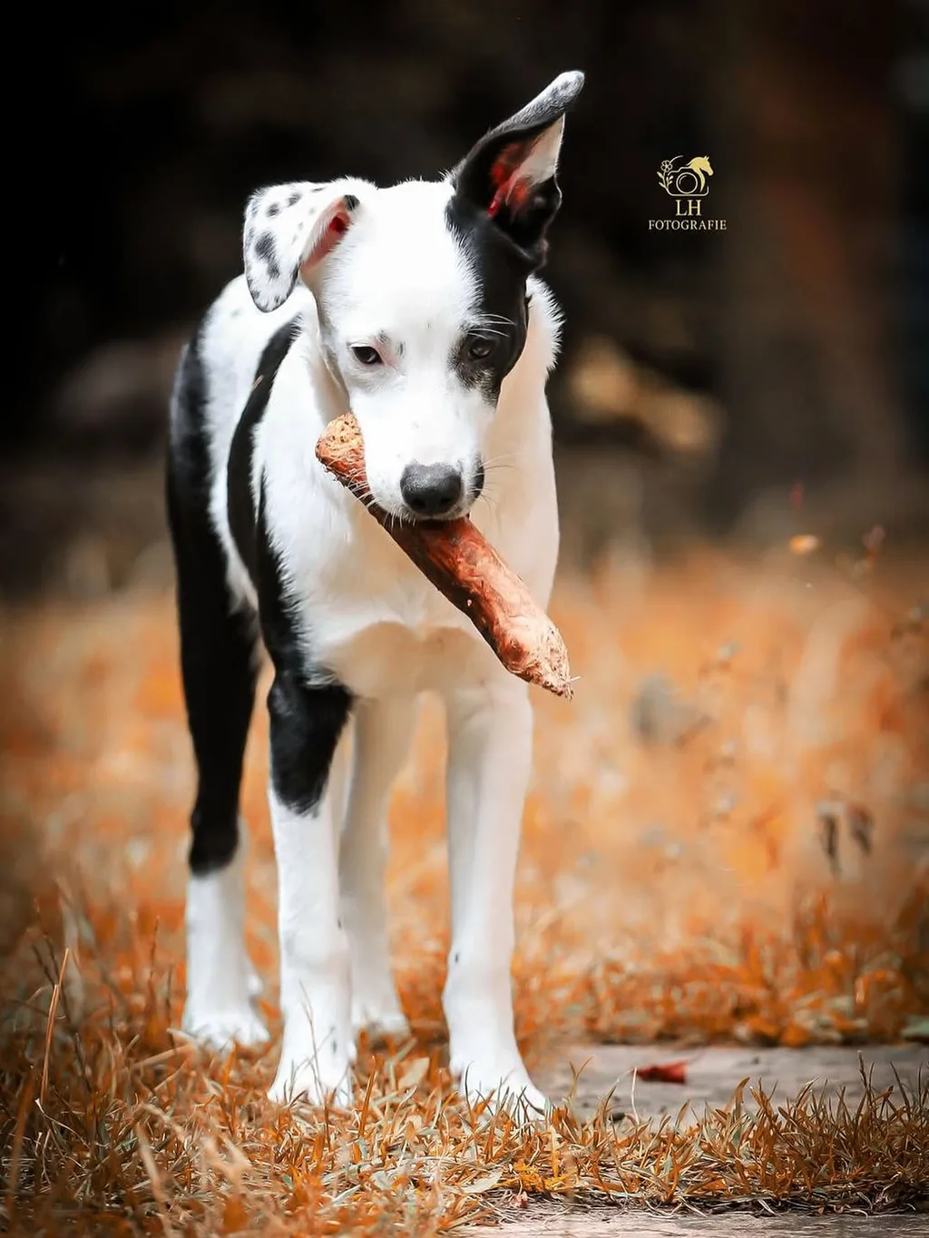 Ein Hund mit seinem Menschen draussen in Herten