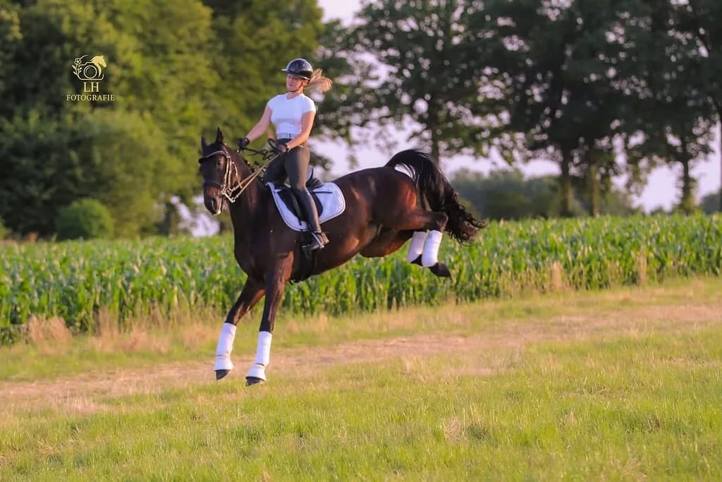 Ein Pferd mit seinem Menschen in Bewegung draussen im Herbst in Dorsten