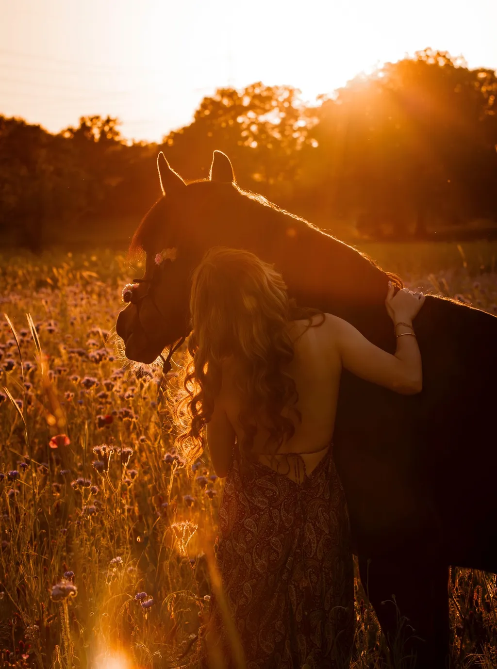Ein Hund und ein Pferd mit seinem Menschen im warmen Gegenlicht der Abendsonne im Sommer
