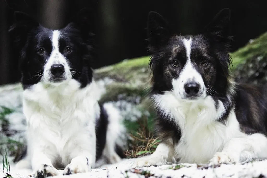 Ein Border Collie draussen