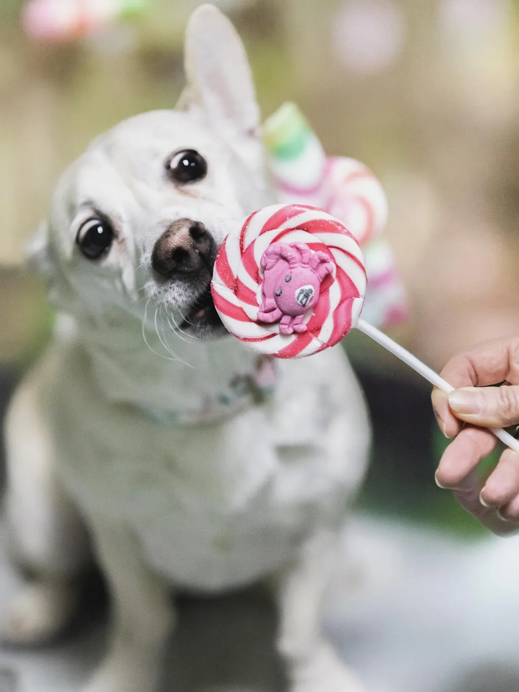 Ein Hund mit seinem Menschen draussen