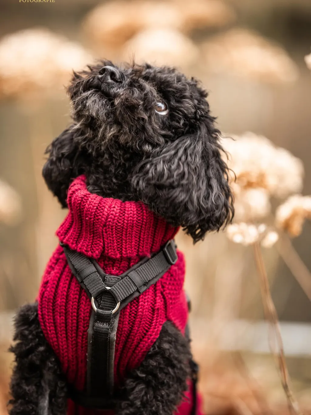 Ein Hund draussen im Herbst