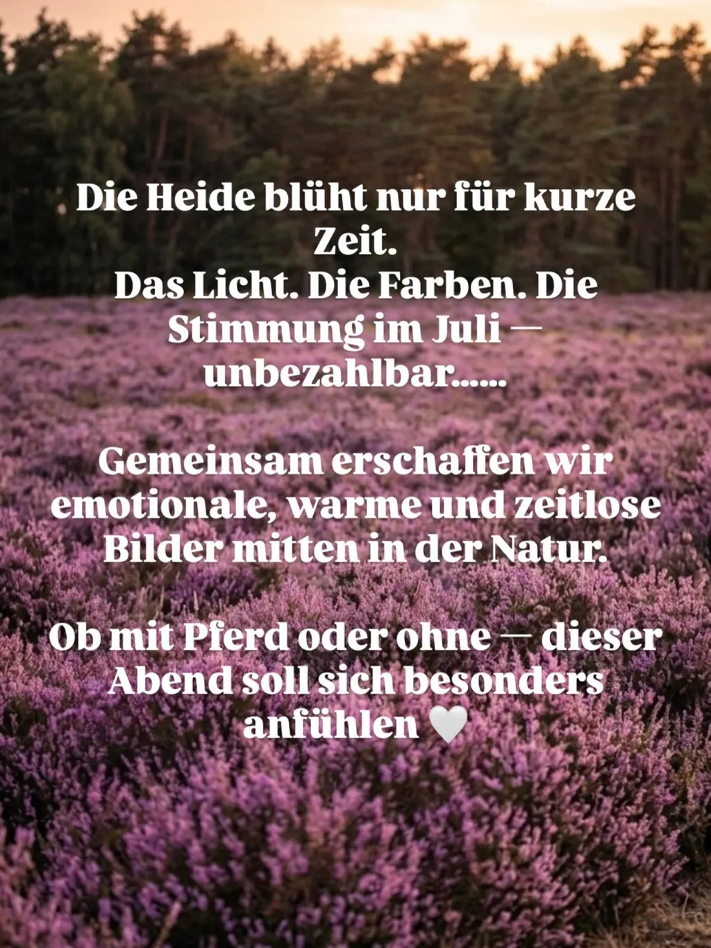 Ein Pferd mit seinem Menschen im warmen Gegenlicht der Abendsonne im Sommer in Wesel