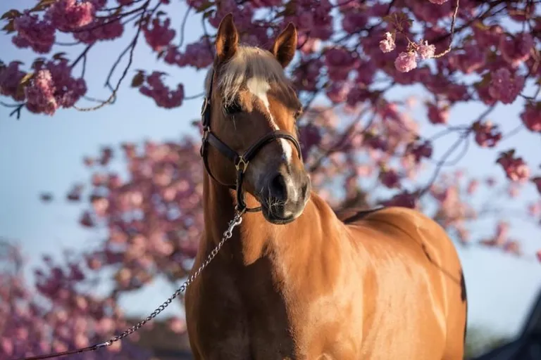Ein Pferd draussen im Frühling